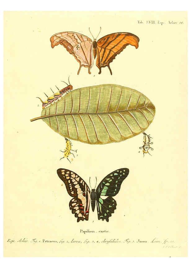 Reproducción/Reproduction 6012549986: Die ausländischen Schmetterlinge in Abbildungen nach der Natur. v.2, plates Erlangen :im Verlage der Expedition des Esper'schen Schmetterlings- und des Schreber'schen Säugthierwerkes,[1830] 