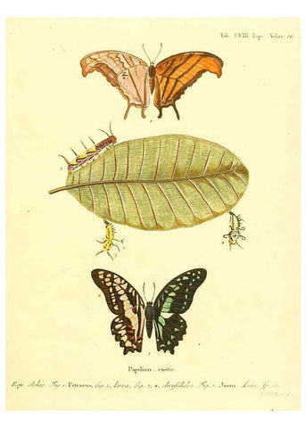 Reproducción/Reproduction 6012549986: Die ausländischen Schmetterlinge in Abbildungen nach der Natur. v.2, plates Erlangen :im Verlage der Expedition des Esper'schen Schmetterlings- und des Schreber'schen Säugthierwerkes,[1830] 