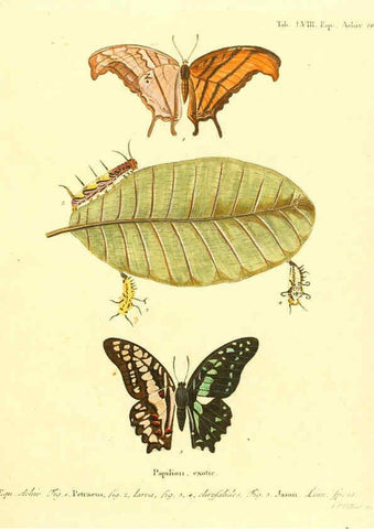 Reproducción/Reproduction 6012549986: Die ausländischen Schmetterlinge in Abbildungen nach der Natur. v.2, plates Erlangen :im Verlage der Expedition des Esper'schen Schmetterlings- und des Schreber'schen Säugthierwerkes,[1830] 