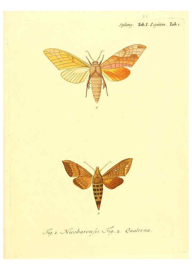 Reproducción/Reproduction 6012004051: Die ausländischen Schmetterlinge in Abbildungen nach der Natur. v.2, plates Erlangen :im Verlage der Expedition des Esper'schen Schmetterlings- und des Schreber'schen Säugthierwerkes,[1830] 