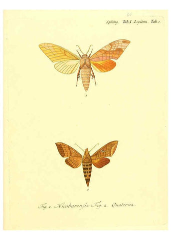 Reproducción/Reproduction 6012004051: Die ausländischen Schmetterlinge in Abbildungen nach der Natur. v.2, plates Erlangen :im Verlage der Expedition des Esper'schen Schmetterlings- und des Schreber'schen Säugthierwerkes,[1830] 