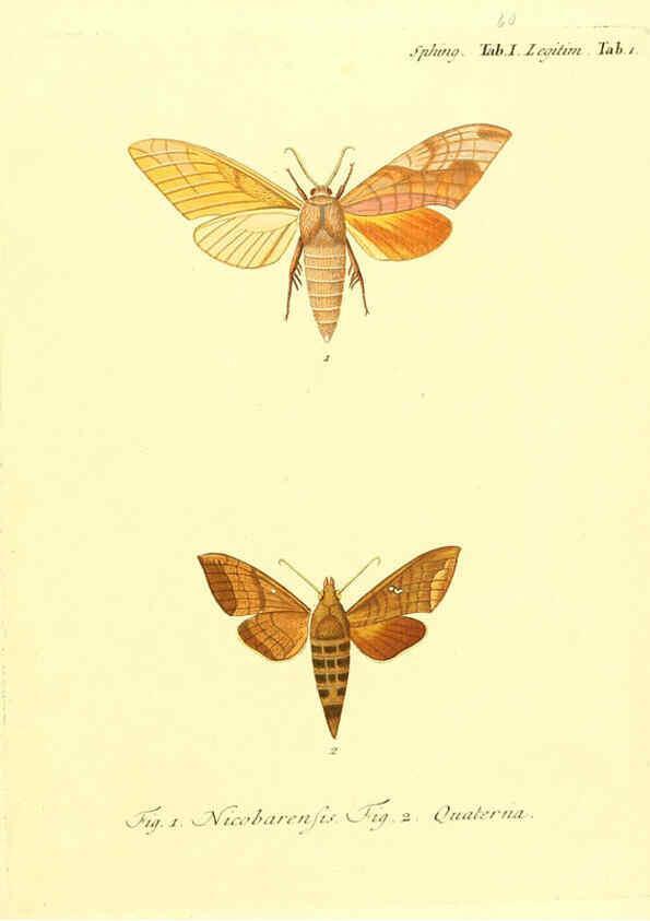 Reproducción/Reproduction 6012004051: Die ausländischen Schmetterlinge in Abbildungen nach der Natur. v.2, plates Erlangen :im Verlage der Expedition des Esper'schen Schmetterlings- und des Schreber'schen Säugthierwerkes,[1830] 