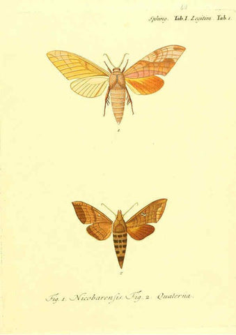 Reproducción/Reproduction 6012004051: Die ausländischen Schmetterlinge in Abbildungen nach der Natur. v.2, plates Erlangen :im Verlage der Expedition des Esper'schen Schmetterlings- und des Schreber'schen Säugthierwerkes,[1830] 