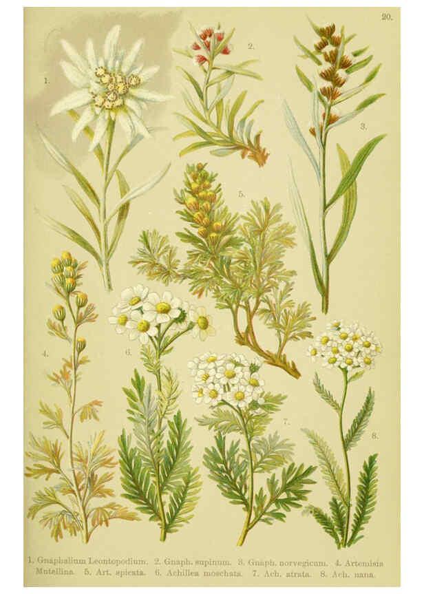 Reproducción/Reproduction 6021504695: Alpen-Flora für Touristen und Pflanzenfreunde Stuttgart :Verlag für Naturkunde Sprösser & Nägele,1904