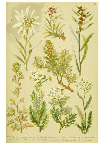 Reproducción/Reproduction 6021504695: Alpen-Flora für Touristen und Pflanzenfreunde Stuttgart :Verlag für Naturkunde Sprösser & Nägele,1904