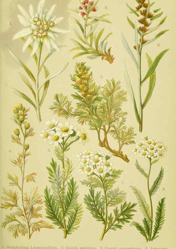 Reproducción/Reproduction 6021504695: Alpen-Flora für Touristen und Pflanzenfreunde Stuttgart :Verlag für Naturkunde Sprösser & Nägele,1904