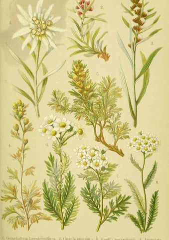 Reproducción/Reproduction 6021504695: Alpen-Flora für Touristen und Pflanzenfreunde Stuttgart :Verlag für Naturkunde Sprösser & Nägele,1904
