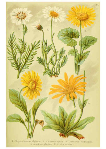 Reproducción/Reproduction 6021504965: Alpen-Flora für Touristen und Pflanzenfreunde Stuttgart :Verlag für Naturkunde Sprösser & Nägele,1904