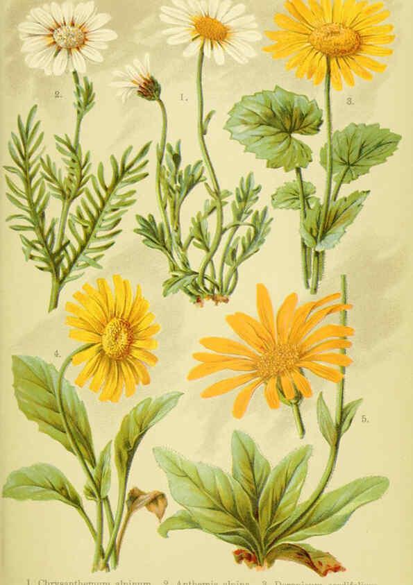 Reproducción/Reproduction 6021504965: Alpen-Flora für Touristen und Pflanzenfreunde Stuttgart :Verlag für Naturkunde Sprösser & Nägele,1904