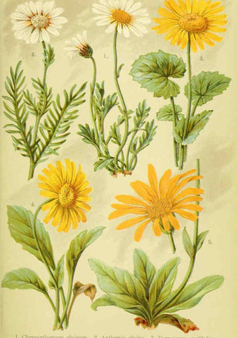 Reproducción/Reproduction 6021504965: Alpen-Flora für Touristen und Pflanzenfreunde Stuttgart :Verlag für Naturkunde Sprösser & Nägele,1904