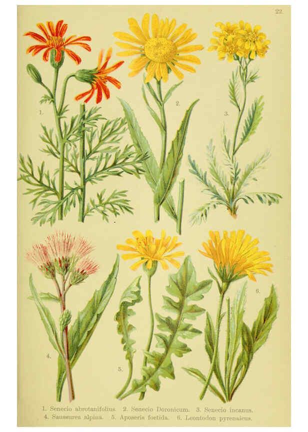 Reproducción/Reproduction 6022059228: Alpen-Flora für Touristen und Pflanzenfreunde Stuttgart :Verlag für Naturkunde Sprösser & Nägele,1904
