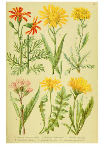 Reproducción/Reproduction 6022059228: Alpen-Flora für Touristen und Pflanzenfreunde Stuttgart :Verlag für Naturkunde Sprösser & Nägele,1904