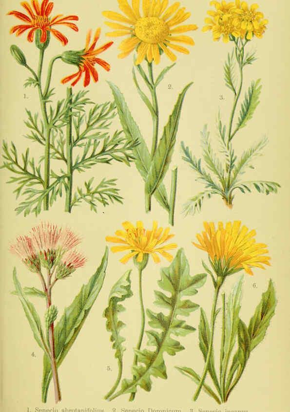 Reproducción/Reproduction 6022059228: Alpen-Flora für Touristen und Pflanzenfreunde Stuttgart :Verlag für Naturkunde Sprösser & Nägele,1904