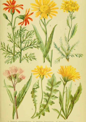 Reproducción/Reproduction 6022059228: Alpen-Flora für Touristen und Pflanzenfreunde Stuttgart :Verlag für Naturkunde Sprösser & Nägele,1904