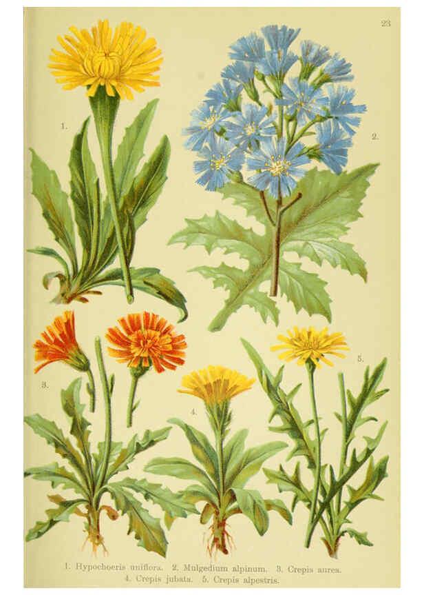 Reproducción/Reproduction 6021505763: Alpen-Flora für Touristen und Pflanzenfreunde Stuttgart :Verlag für Naturkunde Sprösser & Nägele,1904