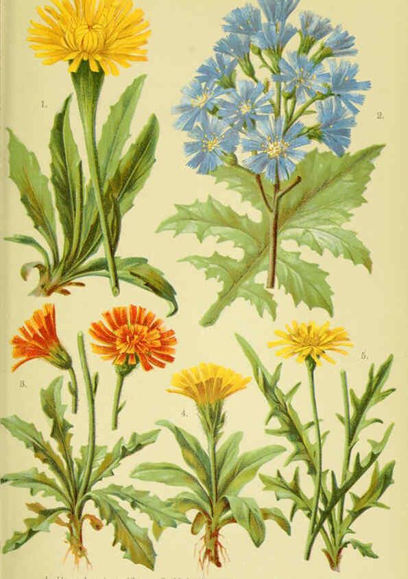 Reproducción/Reproduction 6021505763: Alpen-Flora für Touristen und Pflanzenfreunde Stuttgart :Verlag für Naturkunde Sprösser & Nägele,1904