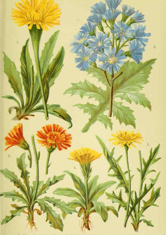 Reproducción/Reproduction 6021505763: Alpen-Flora für Touristen und Pflanzenfreunde Stuttgart :Verlag für Naturkunde Sprösser & Nägele,1904