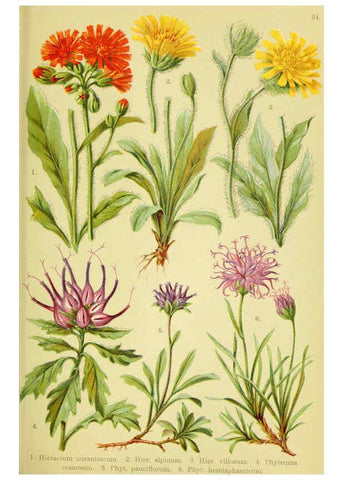 Reproducción/Reproduction 6022060074: Alpen-Flora für Touristen und Pflanzenfreunde Stuttgart :Verlag für Naturkunde Sprösser & Nägele,1904