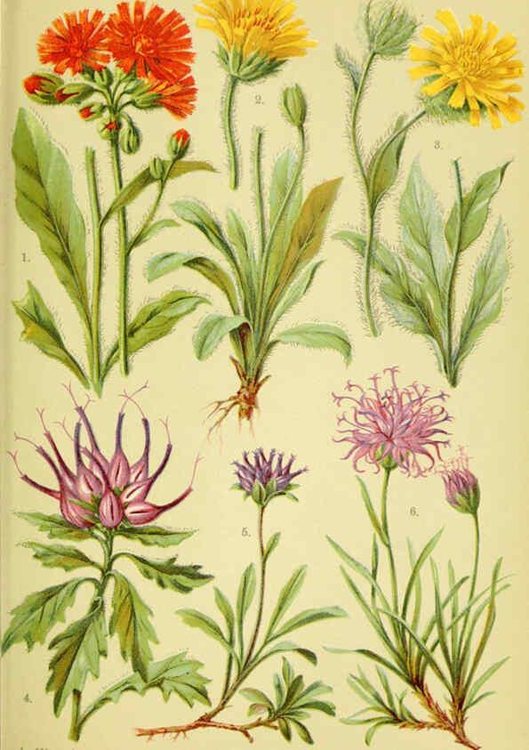 Reproducción/Reproduction 6022060074: Alpen-Flora für Touristen und Pflanzenfreunde Stuttgart :Verlag für Naturkunde Sprösser & Nägele,1904
