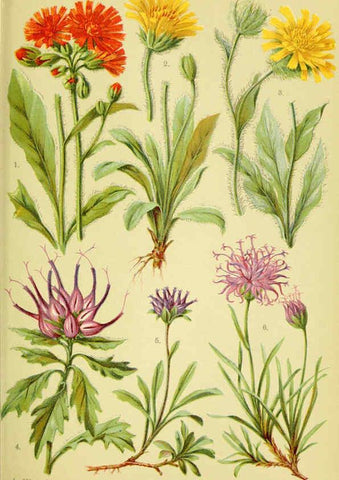 Reproducción/Reproduction 6022060074: Alpen-Flora für Touristen und Pflanzenfreunde Stuttgart :Verlag für Naturkunde Sprösser & Nägele,1904
