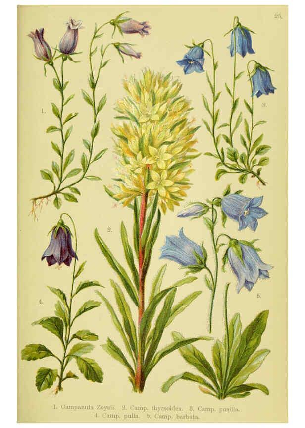 Reproducción/Reproduction 6022060372: Alpen-Flora für Touristen und Pflanzenfreunde Stuttgart :Verlag für Naturkunde Sprösser & Nägele,1904