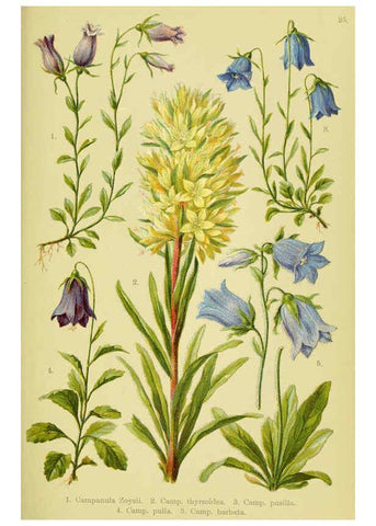 Reproducción/Reproduction 6022060372: Alpen-Flora für Touristen und Pflanzenfreunde Stuttgart :Verlag für Naturkunde Sprösser & Nägele,1904