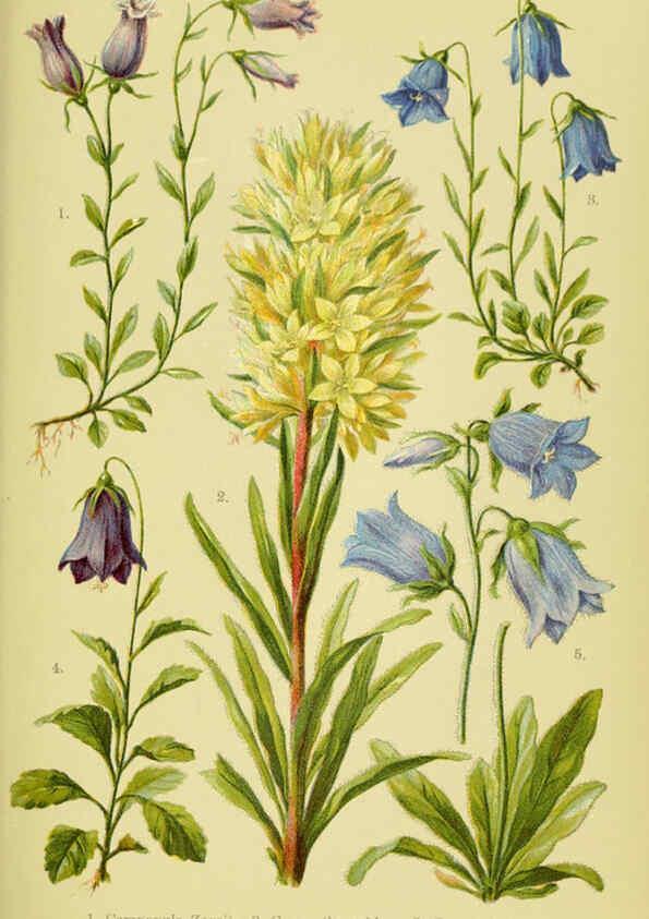 Reproducción/Reproduction 6022060372: Alpen-Flora für Touristen und Pflanzenfreunde Stuttgart :Verlag für Naturkunde Sprösser & Nägele,1904