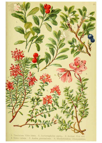 Reproducción/Reproduction 6021506637: Alpen-Flora für Touristen und Pflanzenfreunde Stuttgart :Verlag für Naturkunde Sprösser & Nägele,1904
