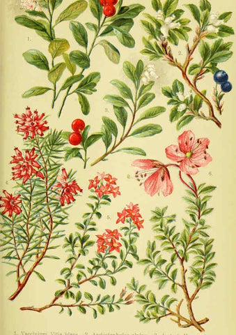 Reproducción/Reproduction 6021506637: Alpen-Flora für Touristen und Pflanzenfreunde Stuttgart :Verlag für Naturkunde Sprösser & Nägele,1904