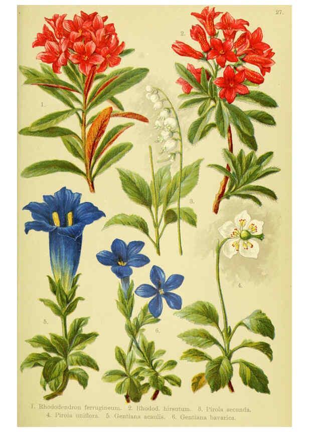 Reproducción/Reproduction 6021506889: Alpen-Flora für Touristen und Pflanzenfreunde Stuttgart :Verlag für Naturkunde Sprösser & Nägele,1904