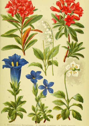 Reproducción/Reproduction 6021506889: Alpen-Flora für Touristen und Pflanzenfreunde Stuttgart :Verlag für Naturkunde Sprösser & Nägele,1904
