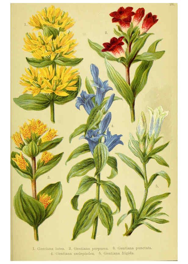 Reproducción/Reproduction 6021507209: Alpen-Flora für Touristen und Pflanzenfreunde Stuttgart :Verlag für Naturkunde Sprösser & Nägele,1904