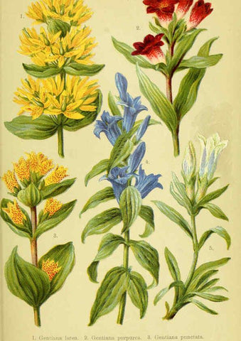 Reproducción/Reproduction 6021507209: Alpen-Flora für Touristen und Pflanzenfreunde Stuttgart :Verlag für Naturkunde Sprösser & Nägele,1904