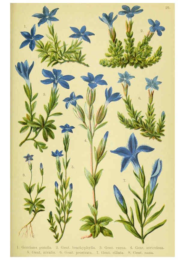 Reproducción/Reproduction 6021507595: Alpen-Flora für Touristen und Pflanzenfreunde Stuttgart :Verlag für Naturkunde Sprösser & Nägele,1904
