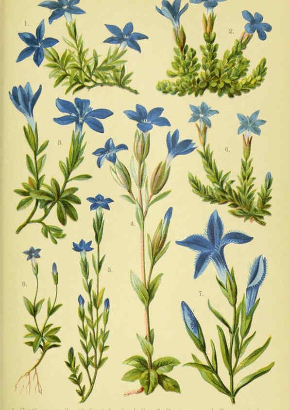 Reproducción/Reproduction 6021507595: Alpen-Flora für Touristen und Pflanzenfreunde Stuttgart :Verlag für Naturkunde Sprösser & Nägele,1904