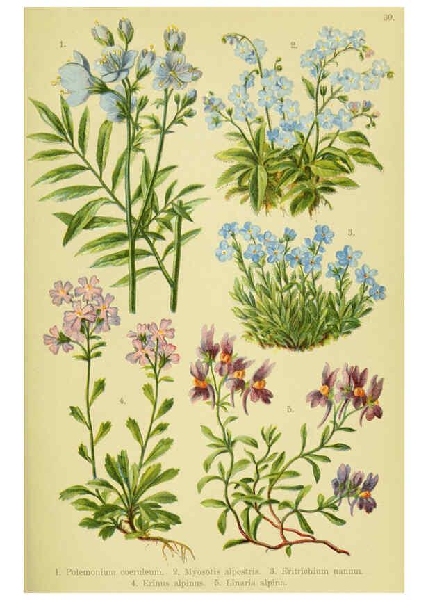 Reproducción/Reproduction 6022061948: Alpen-Flora für Touristen und Pflanzenfreunde Stuttgart :Verlag für Naturkunde Sprösser & Nägele,1904