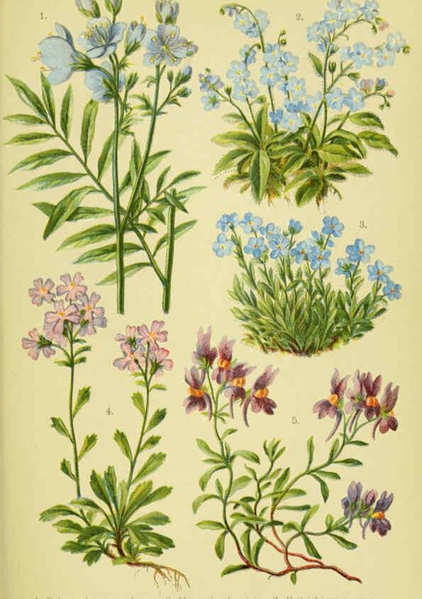 Reproducción/Reproduction 6022061948: Alpen-Flora für Touristen und Pflanzenfreunde Stuttgart :Verlag für Naturkunde Sprösser & Nägele,1904