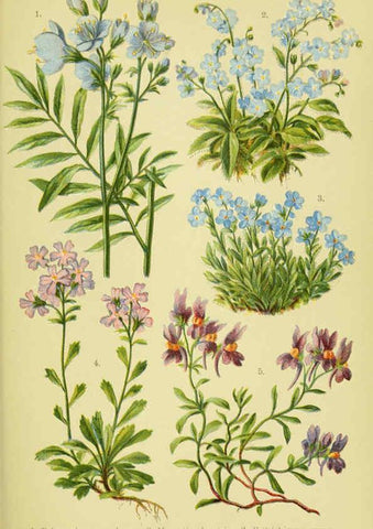 Reproducción/Reproduction 6022061948: Alpen-Flora für Touristen und Pflanzenfreunde Stuttgart :Verlag für Naturkunde Sprösser & Nägele,1904