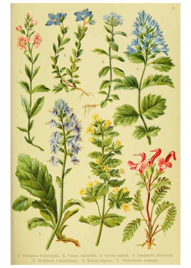 Reproducción/Reproduction 6022062270: Alpen-Flora für Touristen und Pflanzenfreunde Stuttgart :Verlag für Naturkunde Sprösser & Nägele,1904