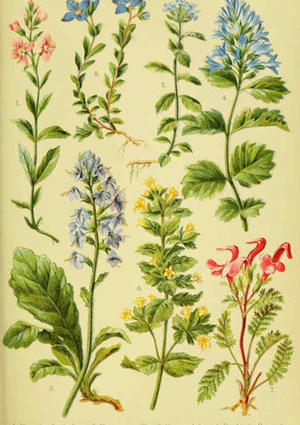 Reproducción/Reproduction 6022062270: Alpen-Flora für Touristen und Pflanzenfreunde Stuttgart :Verlag für Naturkunde Sprösser & Nägele,1904