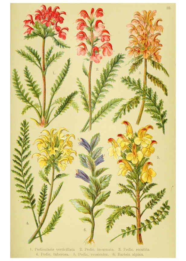 Reproducción/Reproduction 6022062604: Alpen-Flora für Touristen und Pflanzenfreunde Stuttgart :Verlag für Naturkunde Sprösser & Nägele,1904