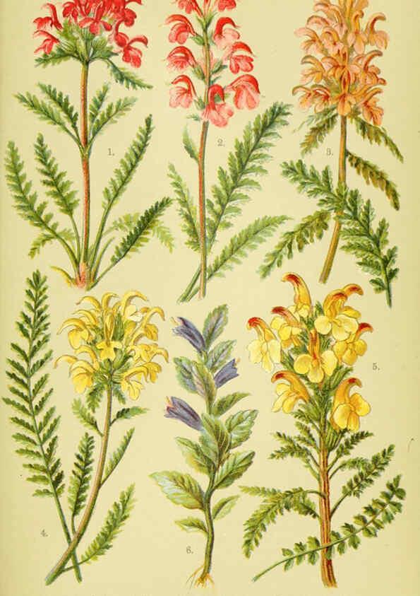 Reproducción/Reproduction 6022062604: Alpen-Flora für Touristen und Pflanzenfreunde Stuttgart :Verlag für Naturkunde Sprösser & Nägele,1904