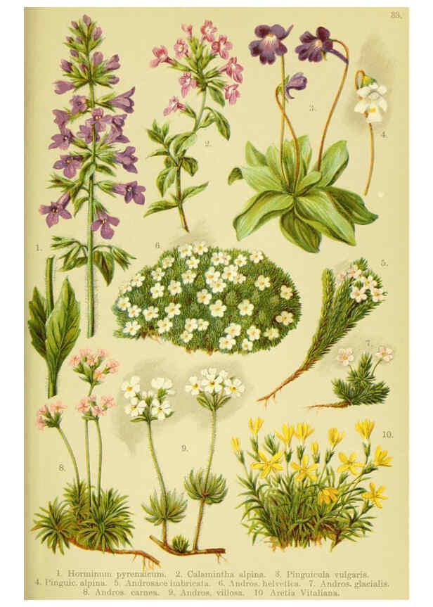 Reproducción/Reproduction 6021509095: Alpen-Flora für Touristen und Pflanzenfreunde Stuttgart :Verlag für Naturkunde Sprösser & Nägele,1904