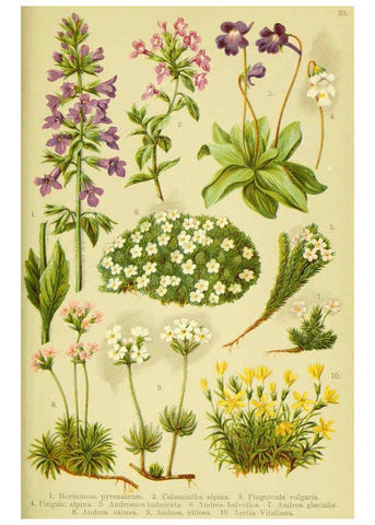 Reproducción/Reproduction 6021509095: Alpen-Flora für Touristen und Pflanzenfreunde Stuttgart :Verlag für Naturkunde Sprösser & Nägele,1904