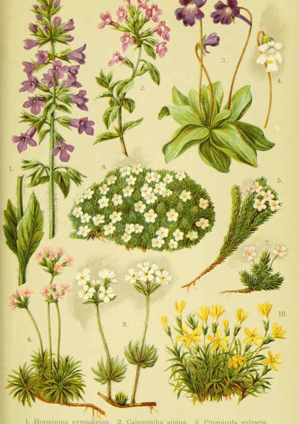 Reproducción/Reproduction 6021509095: Alpen-Flora für Touristen und Pflanzenfreunde Stuttgart :Verlag für Naturkunde Sprösser & Nägele,1904