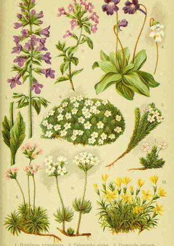 Reproducción/Reproduction 6021509095: Alpen-Flora für Touristen und Pflanzenfreunde Stuttgart :Verlag für Naturkunde Sprösser & Nägele,1904