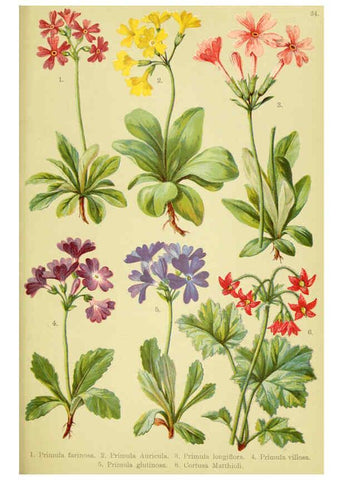 Reproducción/Reproduction 6022063490: Alpen-Flora für Touristen und Pflanzenfreunde Stuttgart :Verlag für Naturkunde Sprösser & Nägele,1904