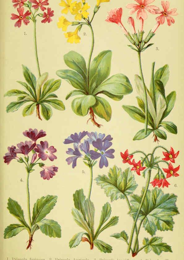 Reproducción/Reproduction 6022063490: Alpen-Flora für Touristen und Pflanzenfreunde Stuttgart :Verlag für Naturkunde Sprösser & Nägele,1904