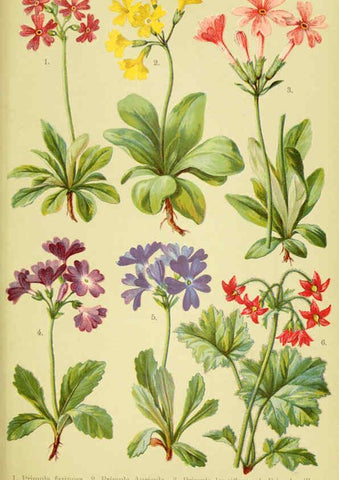 Reproducción/Reproduction 6022063490: Alpen-Flora für Touristen und Pflanzenfreunde Stuttgart :Verlag für Naturkunde Sprösser & Nägele,1904