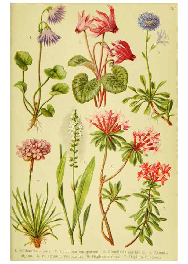 Reproducción/Reproduction 6022063844: Alpen-Flora für Touristen und Pflanzenfreunde Stuttgart :Verlag für Naturkunde Sprösser & Nägele,1904